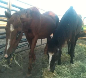 horse shelter
