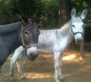 horse shelter