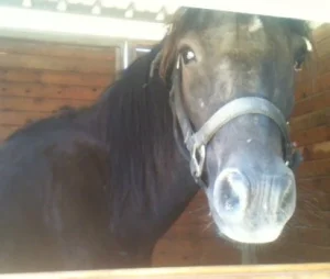 horse shelter
