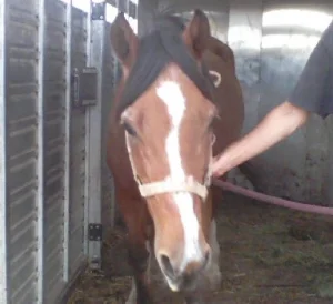 horse shelter