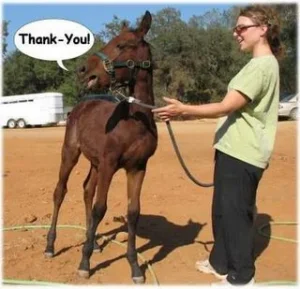 horse shelter
