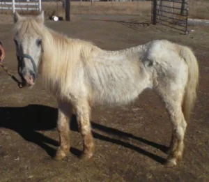 horse shelter