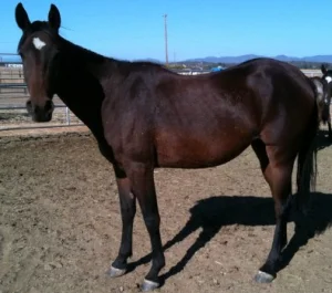 horse shelter