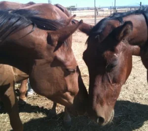 horse shelter