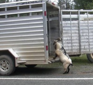 horse shelter