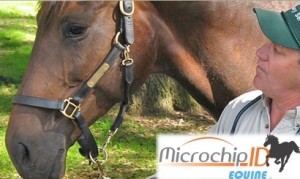 horse rescue