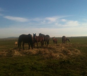 horse shelter