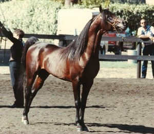 horse shelter
