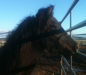 horse shelter