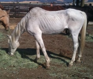 horse shelter