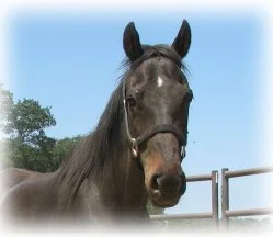 horse shelter