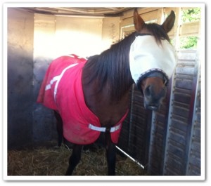 horse shelter