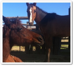 horse shelter
