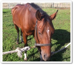 horse shelter
