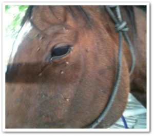 horse shelter