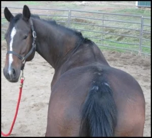 horse shelter