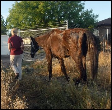 horse rescue