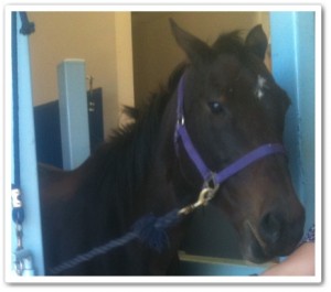 horse shelter
