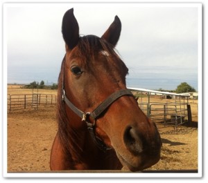 horse shelter