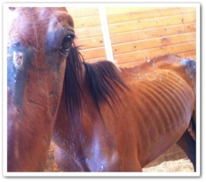 horse shelter