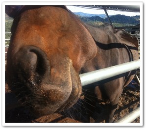 horse shelter