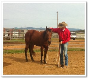 horse shelter
