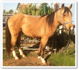 horse shelter