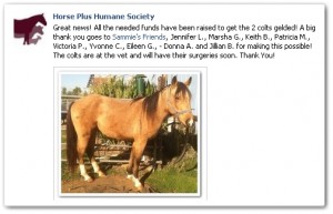 horse shelter