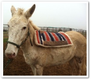 horse shelter
