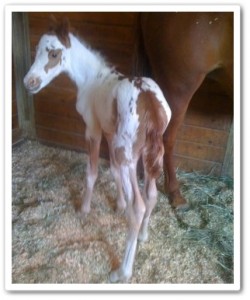 horse shelter