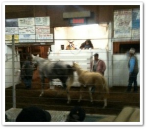 horse shelter