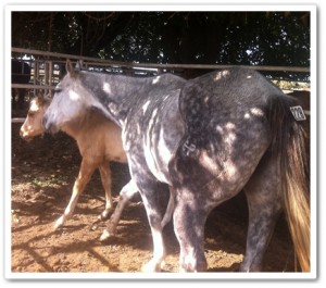 horse shelter