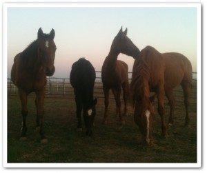 horse shelter