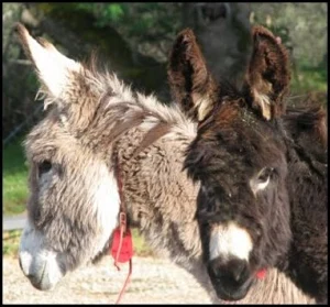 horse shelter