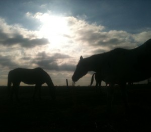 horse rescue