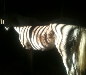 horse rescue