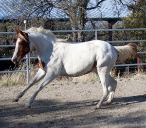 horse rescue