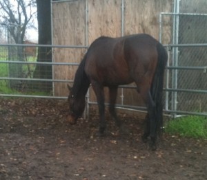 horse rescue