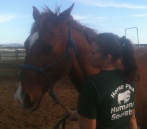 horse rescue