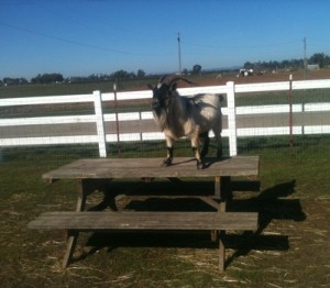 horse shelter