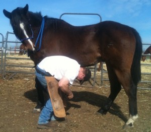 horse shelter