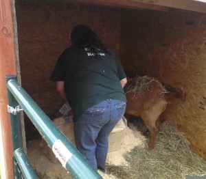 horse shelter