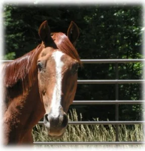 horse shelter