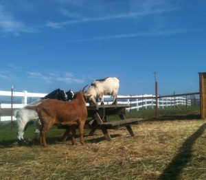 horse shelter