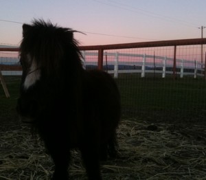 horse shelter