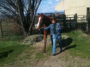 horse shelter