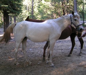 horse shelter