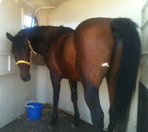 horse shelter