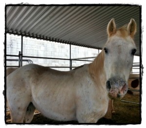 horse shelter