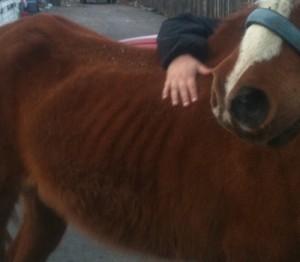horse shelter